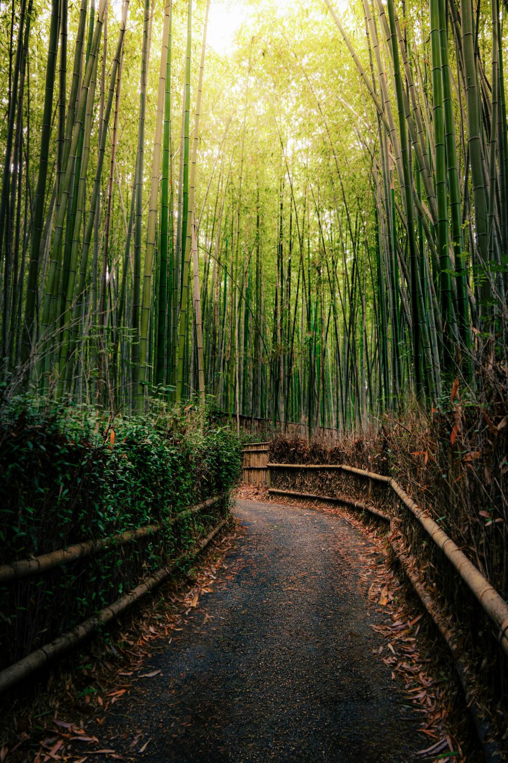 imagen de Tour por el bosque de bambú y los templos de Arashiyama