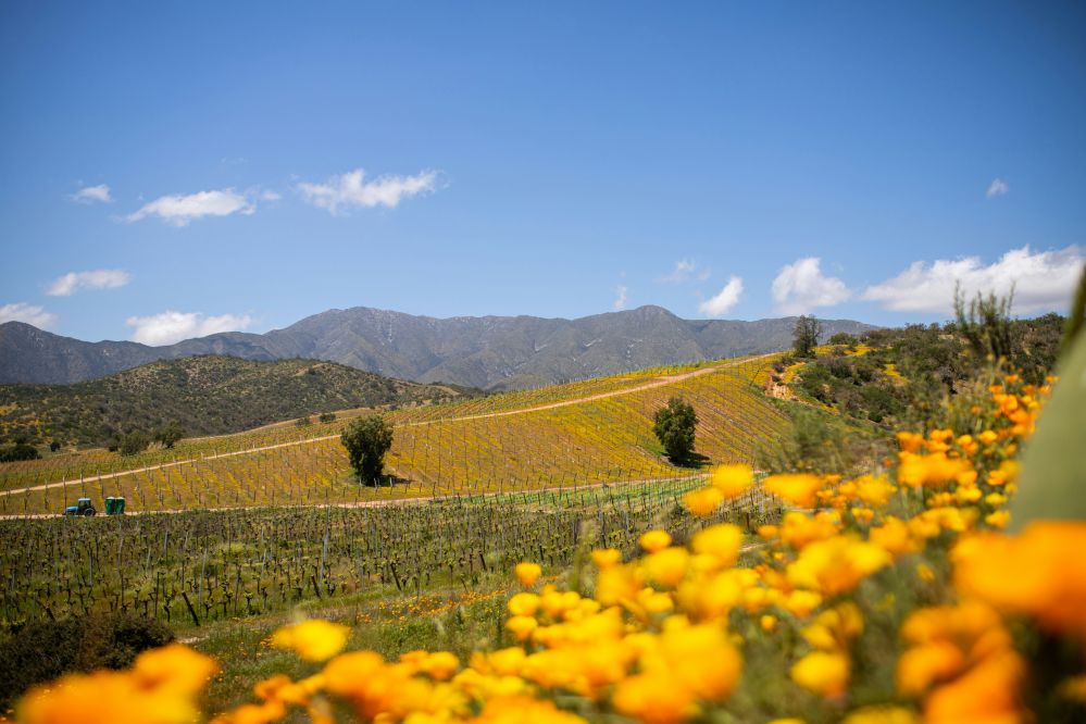 imagen de VALLE CASABLANCA - VIÑAS BODEGA RE Y CASAS DEL BOSQUE