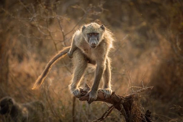 Imagen de Sudáfrica: Parque Nacional Kruger + Extensión a Cataratas Victoria & Parque Nacional Chobe
