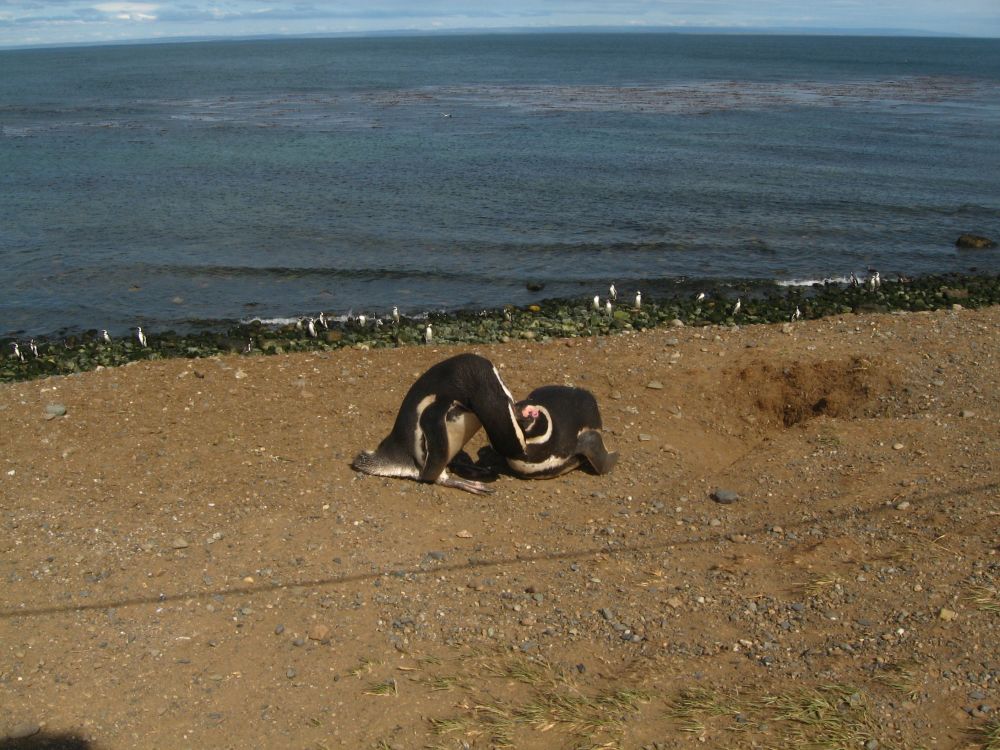 Isla Magdalena