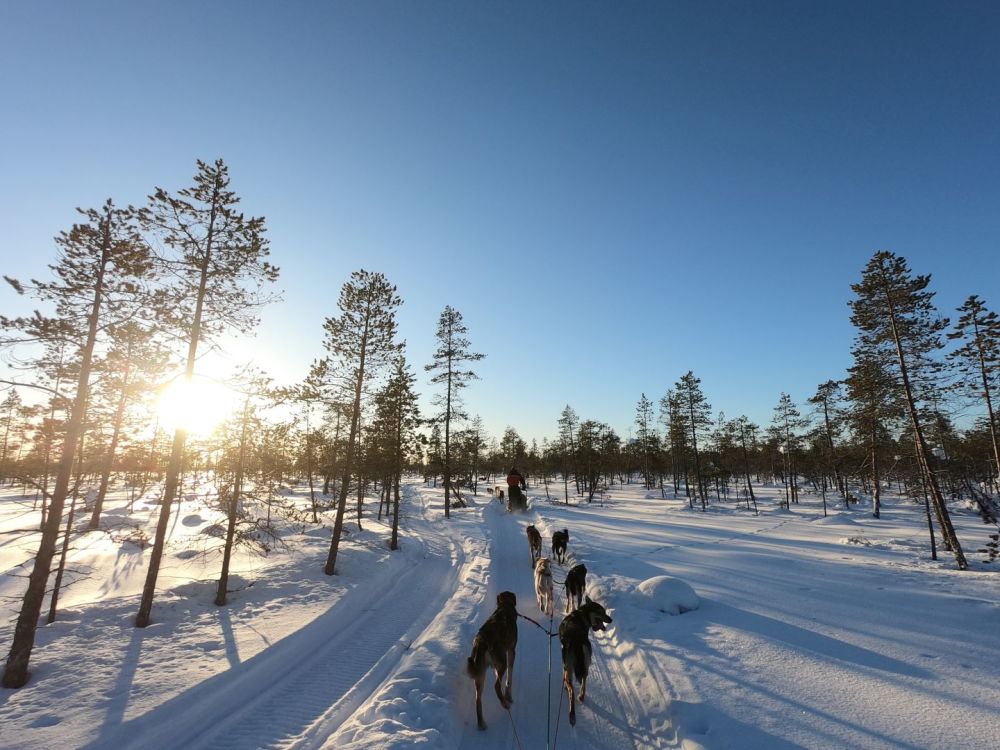 Imagen de Paseo en Trineo de Perros por Laponia