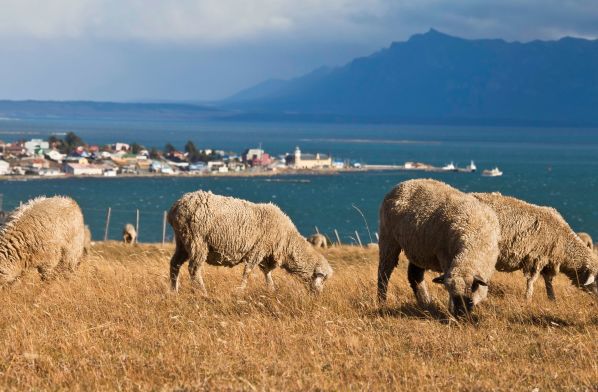 Imagen de Travel Days: Escapada a Punta Arenas y Puerto Natales con excursión a Torres del Paine con una noche gratis