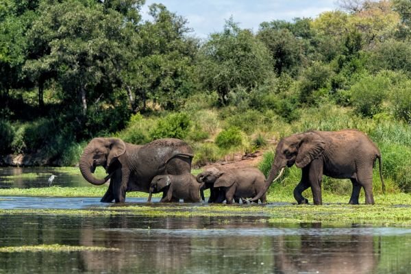 Descubriendo Sudáfrica y el Parque Nacional Kruger