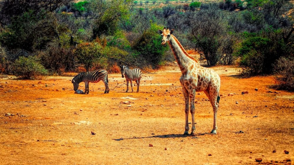 Imagen de Safari en el Parque Nacional de Pilanesburg
