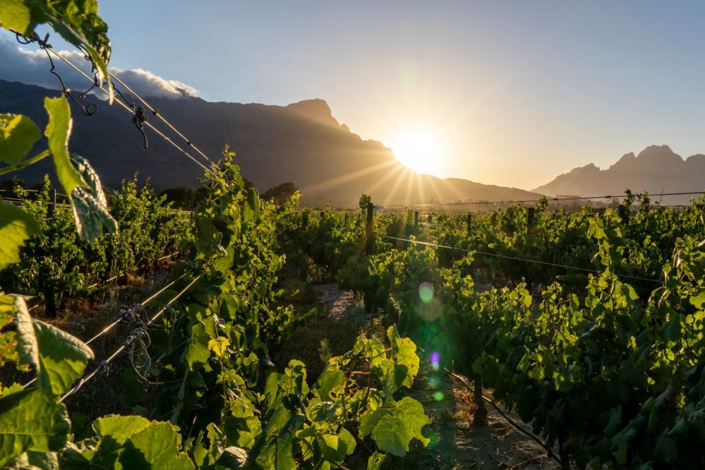 Imagen de Tour por Franschhoek