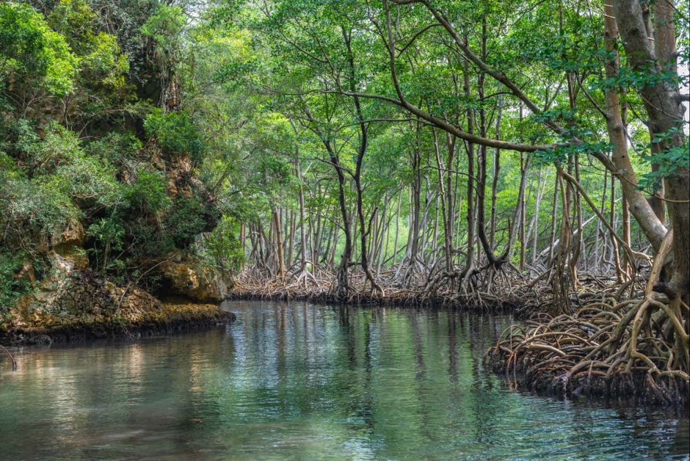 Imagen de Excursión al Parque Nacional Los Haitises