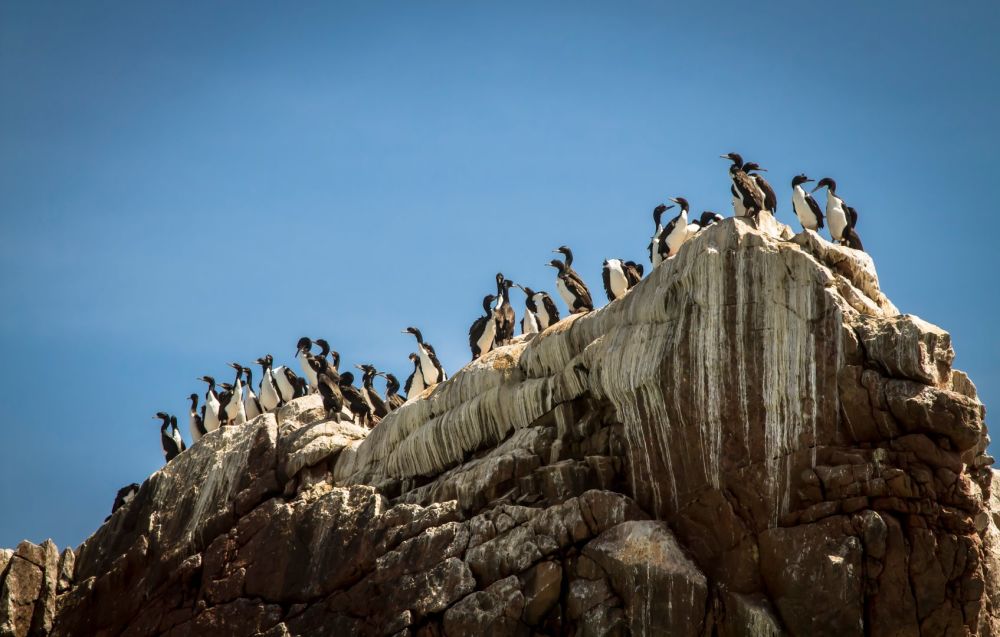 Imagen de Tour a Islas Ballestas