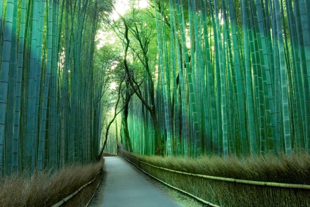 Imagen de Tour privado de un día: ¡Tour perfecto por Kyoto Arashiyama y el bosque de bambú!
