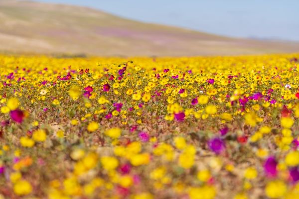 Desierto Florido en La Serena 2026