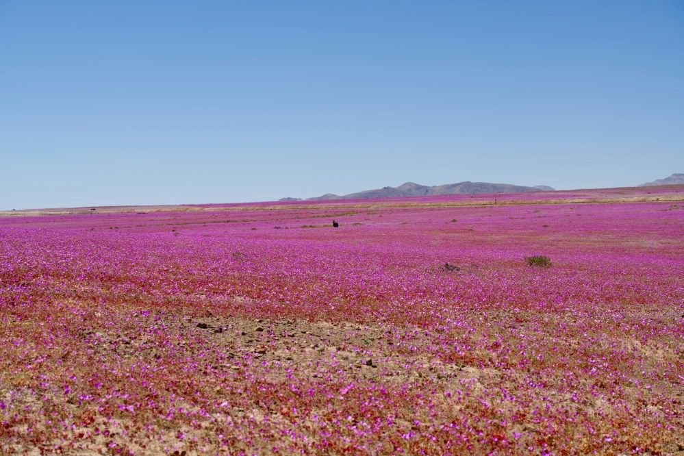 Imagen de Desierto Florido Costero / Entre llanos, quebradas y dunas costeras