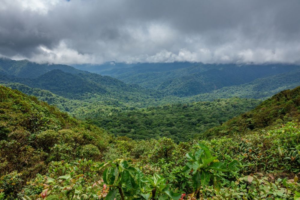 Imagen de Visita a la Reserva Biológica Nuboso Monteverde