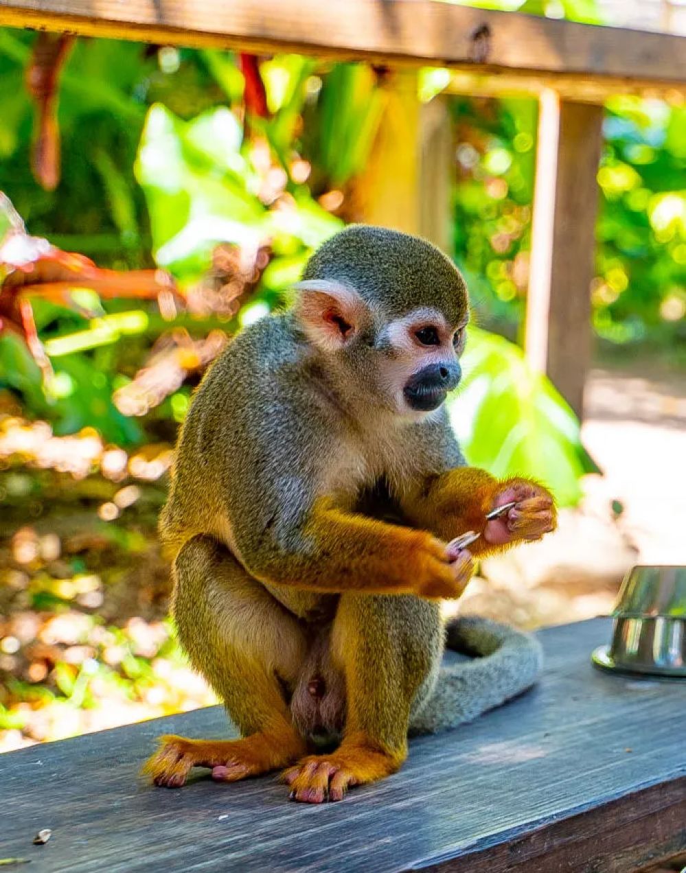 Imagen de Tour Monkey Land Punta Cana