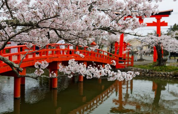 Temporada de Sakura en Japón: Marzo - Abril 2027