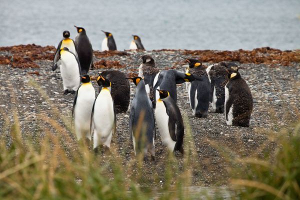 Torres del Paine, Tierra del Fuego y Parque Pingüino Rey
