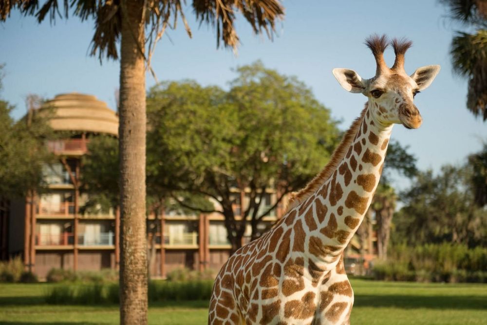 Imagen de hotel Disney's Animal Kingdom Lodge