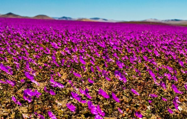 Fin de semana en el Desierto Florido