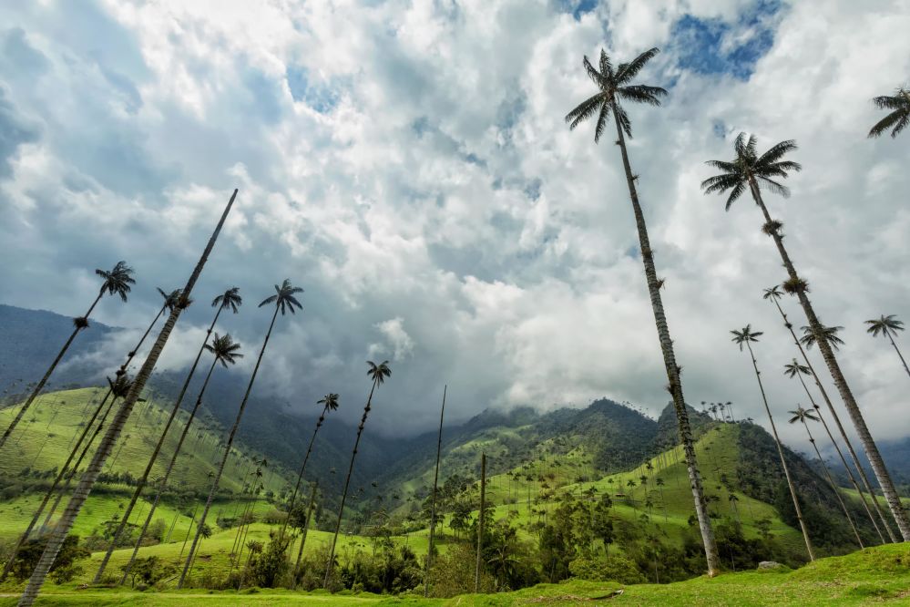 imagen de Tour al valle de Cocora con visita a Salento