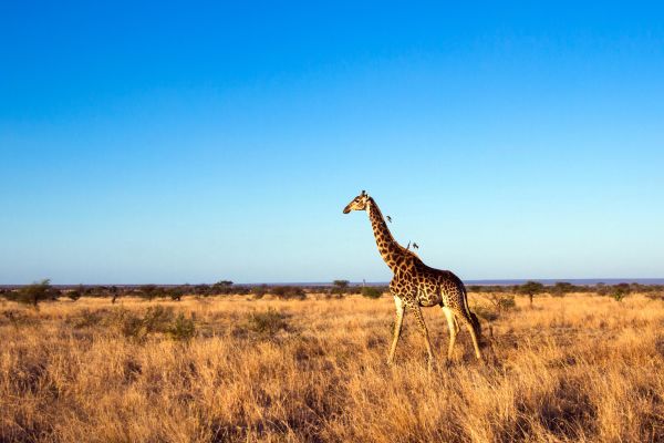 Safari de lujo en el Parque Nacional Kruger y circuito en Ciudad del Cabo