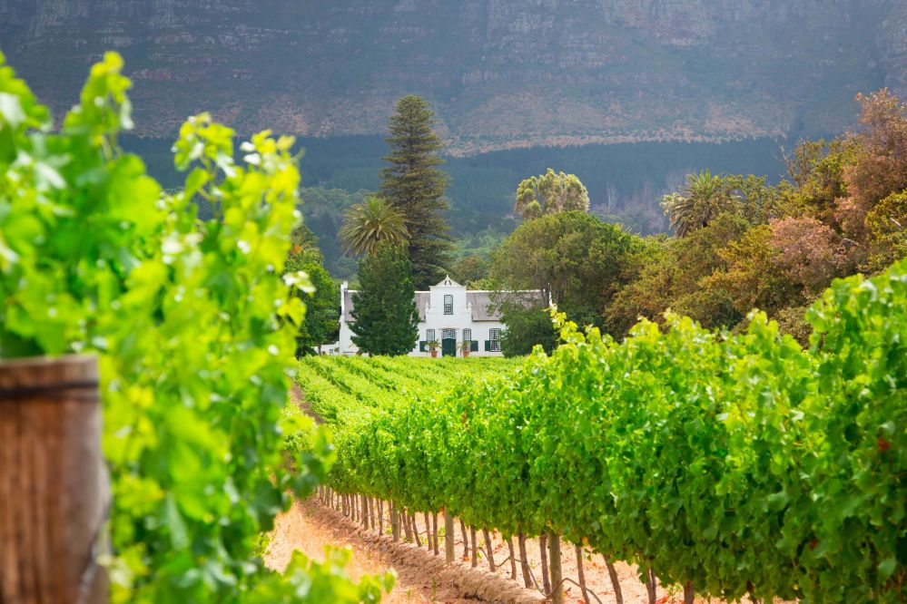 imagen de Excursión a los viñedos de Stellenbosch y Franschhoek