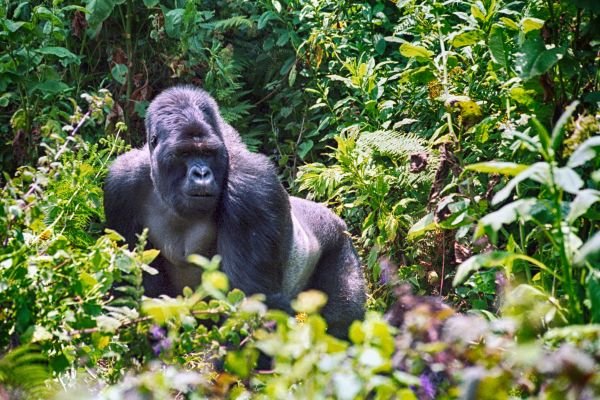 Safari de lujo con experiencia de gorilas en Ruanda
