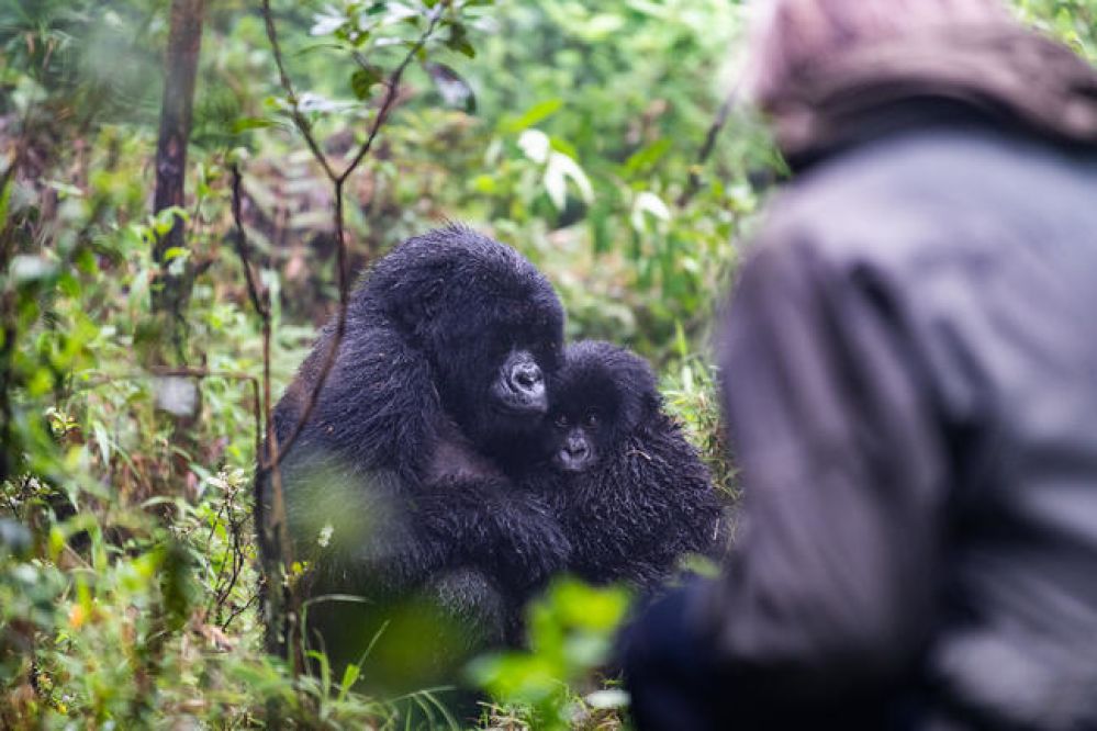 imagen de Excursión para ver gorilas en el Parque Nacional de los Volcanes