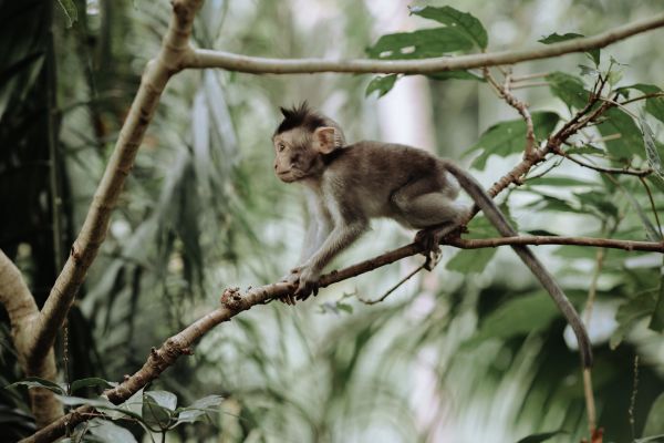 Ubud - Indonesia
