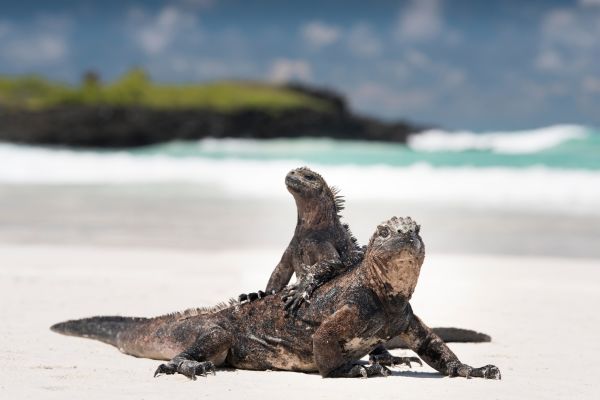 Galápagos: Playas y tortugas gigantes