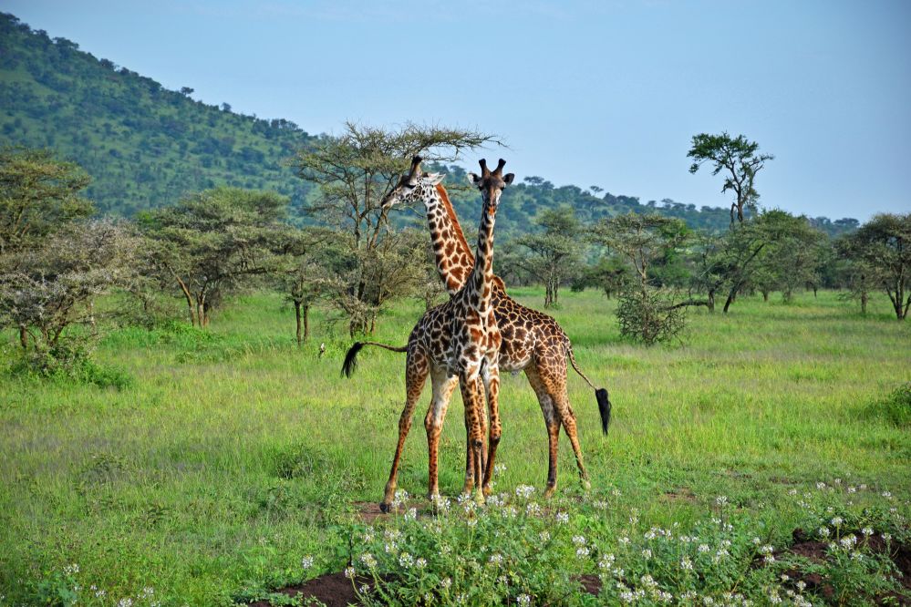 imagen de Parque Nacional Serengueti