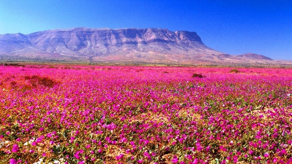 Imagen de Full Day Desierto Florido