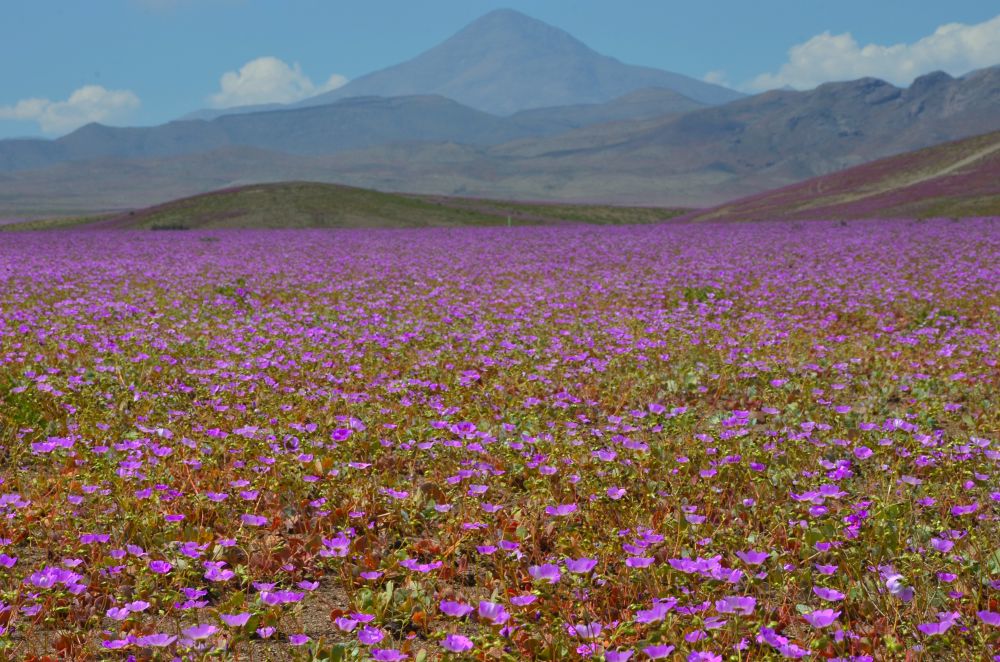 Imagen de SELF DRIVE: Desierto Florido