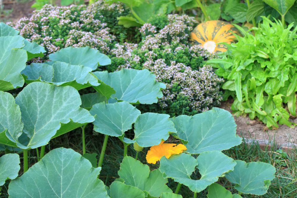 imagen de Recorrido por el Jardín de Especias Matale