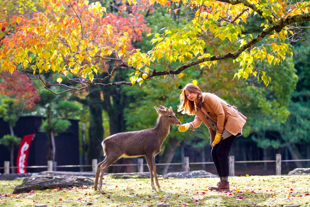 Imagen de Excursión a Nara