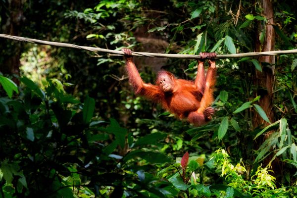 Borneo: animales, playas y naturaleza