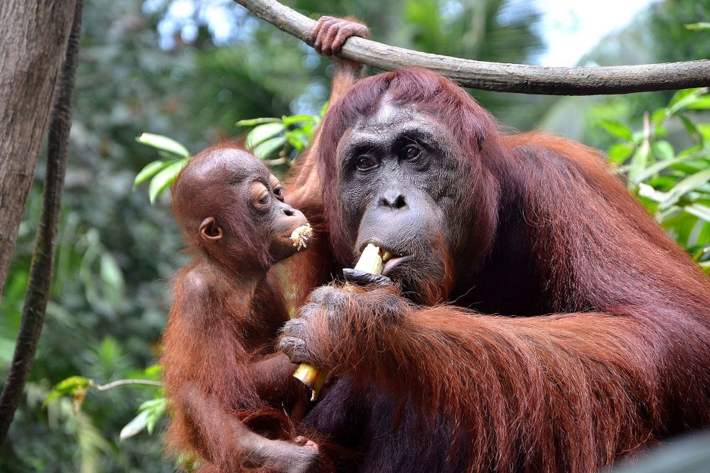 Visita a centros de rehabilitación de orangutanes y osos malayos