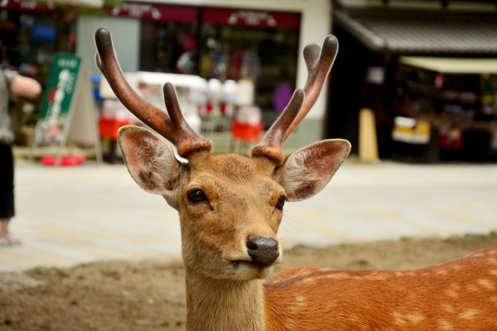 imagen de Visita a Nara