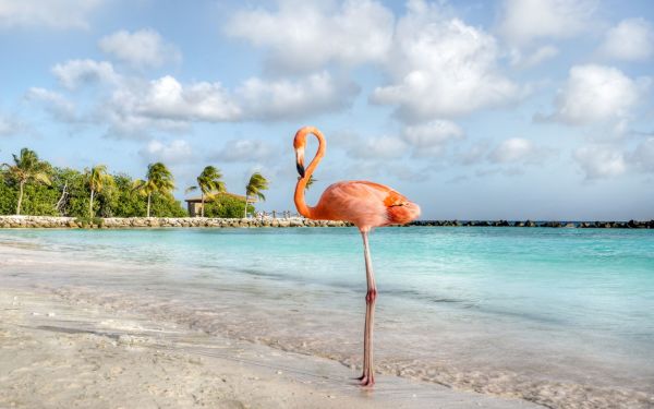 Temporada baja: Renaissance Wind Creek Aruba Resort con hasta 32% de dscto.