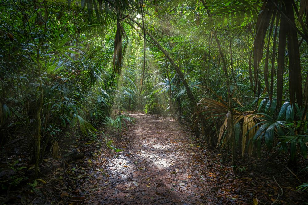 imagen de Excursión a Rainforest Experience
