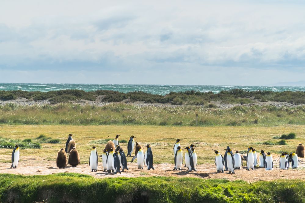 imagen de Excursión a Tierra del Fuego y Parque Pingüino Rey