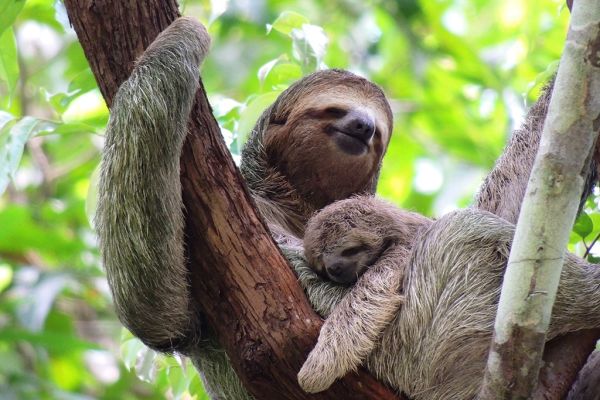 Costa Rica con todo incluido en The Westin Playa Conchal