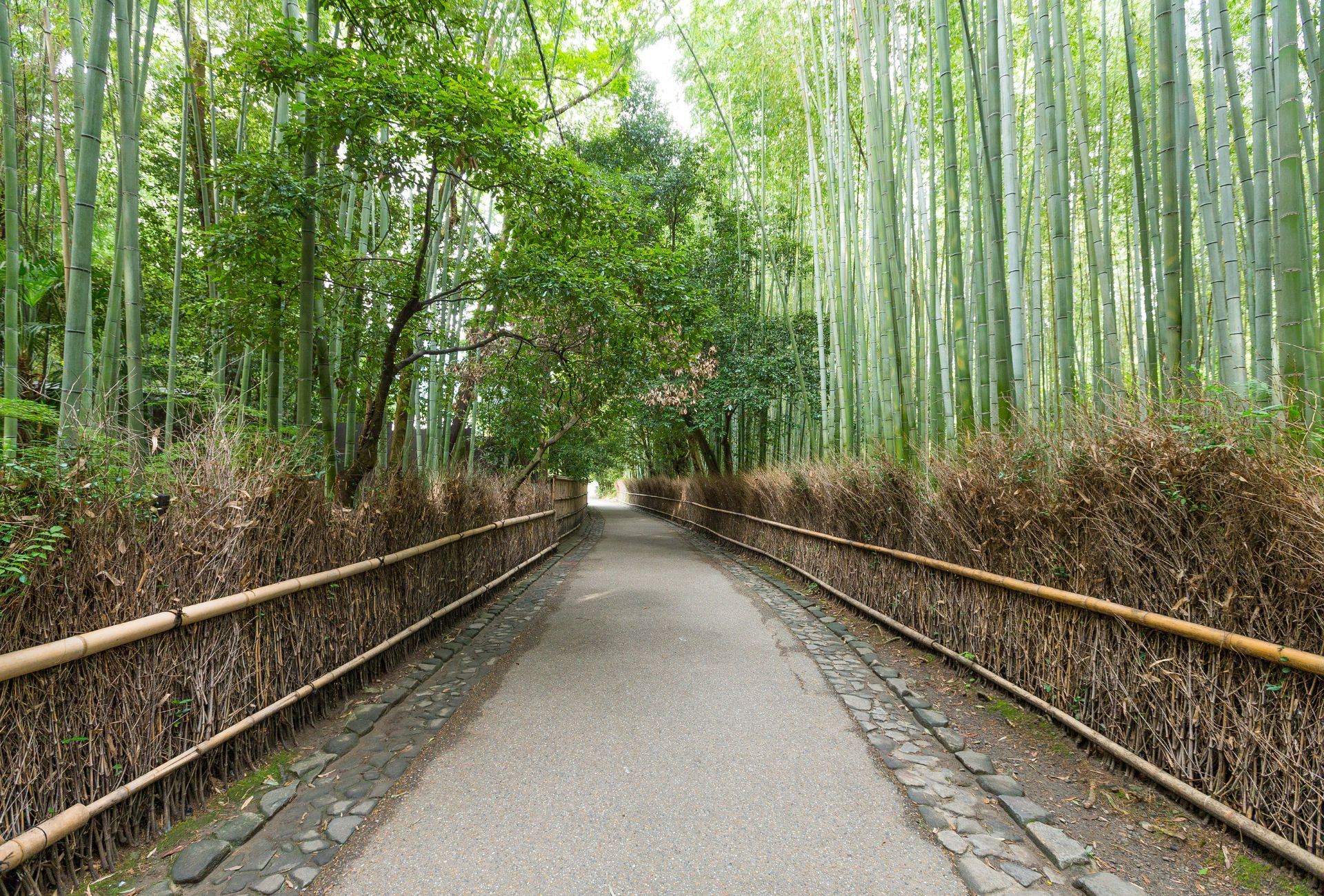 Visita al bosque de Arashiyama