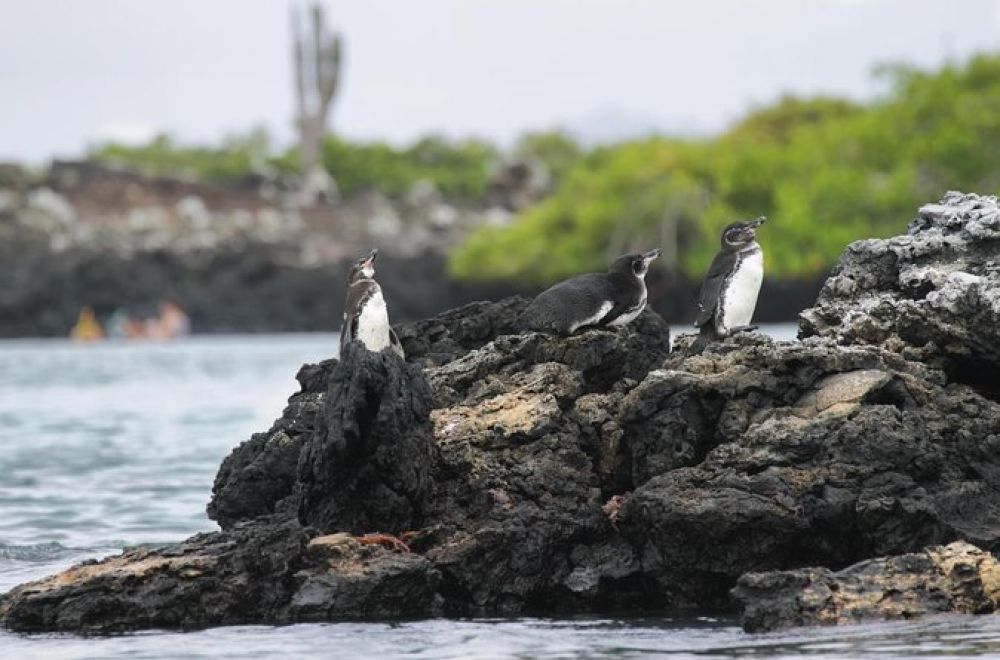 imagen de Visita navegable en lancha a Islote Las Tintoreras