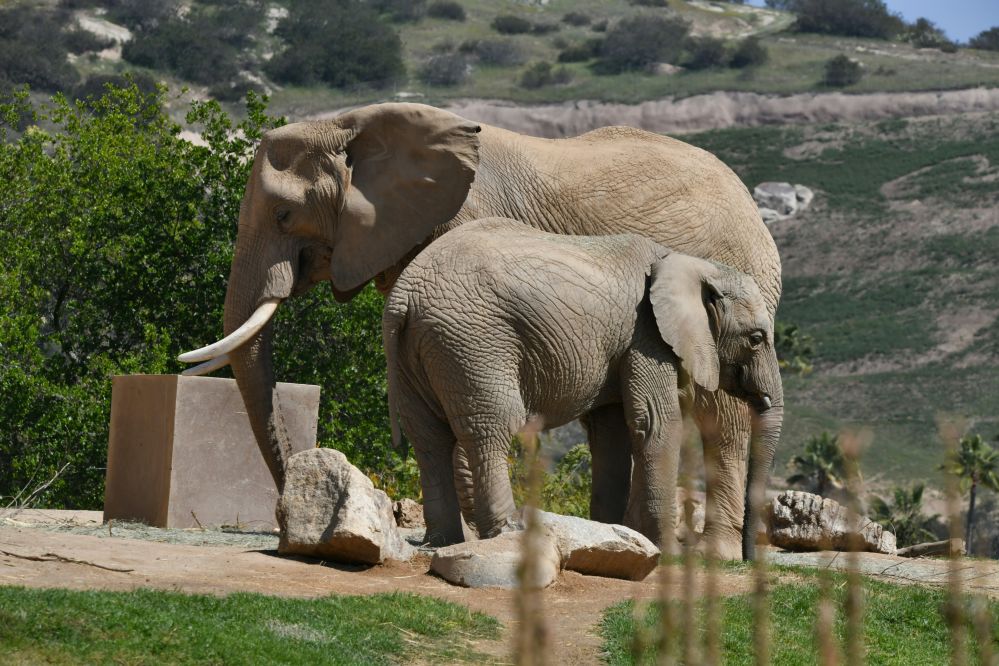 imagen de San Diego ZOO