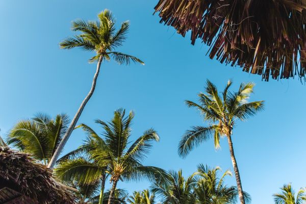 Riu Week: Punta Cana con todo incluido en Riu Palace Bavaro